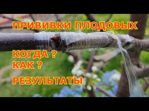 Улучшенная копулировка плодовых деревьев. Когда? Результаты прививок