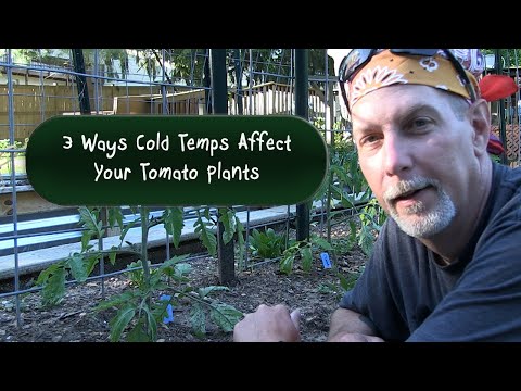 Видео: Улаан лоолийн ургамал ямар температурт тэсвэрлэх вэ?