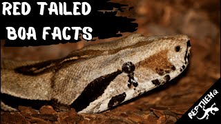 Famous Unbelievable Facts About Red Tailed Boas That Will Blow Your Mind! Profile