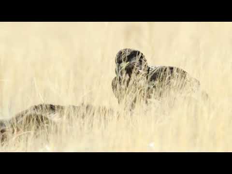 Bald Eagle walking