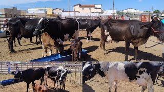 FEIRA DO GADO EM BODOCÓ-PE DIA, 24/11/2025. #nordeste 