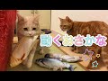 動く魚のおもちゃに猫たちの反応は・・・？【モカラテミルクのほっとTIME＃115】