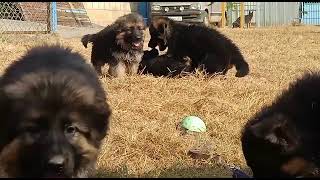 German Shepherd Puppies by CutePuppiesVideos 10 views 1 year ago 12 seconds