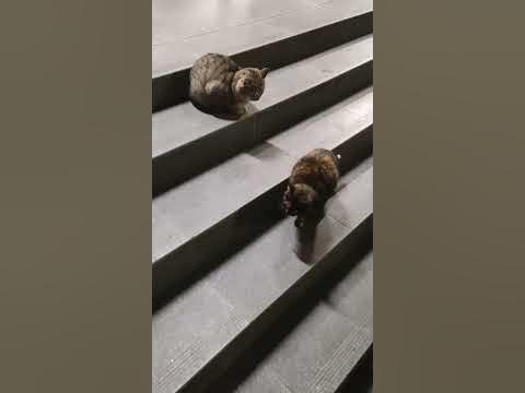 Встречаются одесский и грузинский кот - YouTube