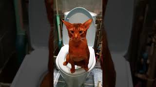 Абиссинский кот Серафим в туалете.Хищник. Abyssinian cat Абиссинский кот Серафим в туалете.Хищник. Abyssinian cat