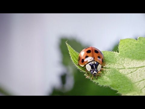 Video: Identifizierung Antimikrobieller Peptide Unter Verwendung Eines Faltungsnetzwerks Mit Mehreren Maßstäben