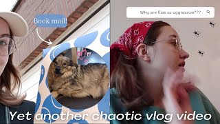 Aggressive flies, book mail, and more || Vlog