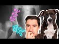 Dog hip dysplasia  dan the veterinarian talks hip pain