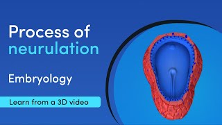 What are the steps in embryology neurulation | Medimagic | Best App for Medical Student