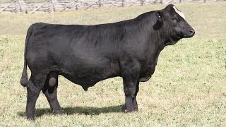 Shenandoah Valley Simmentals_ 2015 Sale Bull_RAWHIDE #BXPZ_