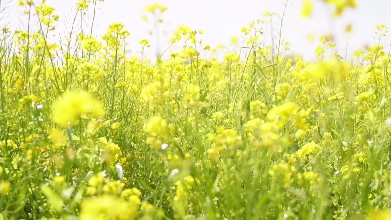 菜の花 YouTube