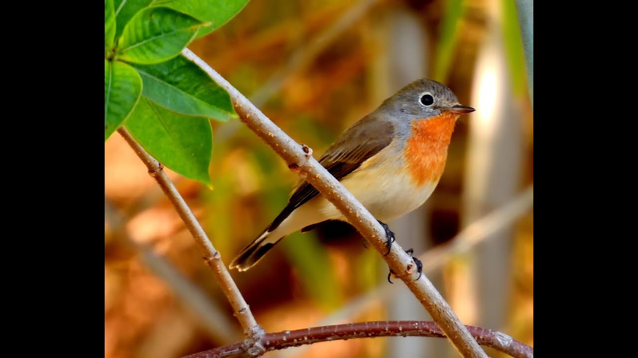 Regurgitation in birds-Red Breasted Flycatcher seen calling & regurgitating seed & liquid,
