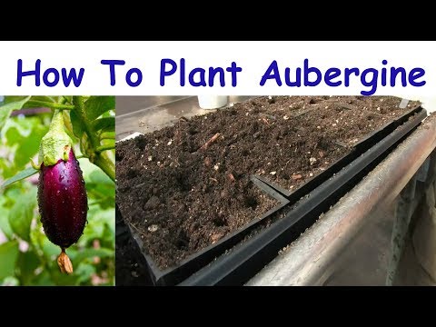 Comment planter des graines Aubergine En Accueil