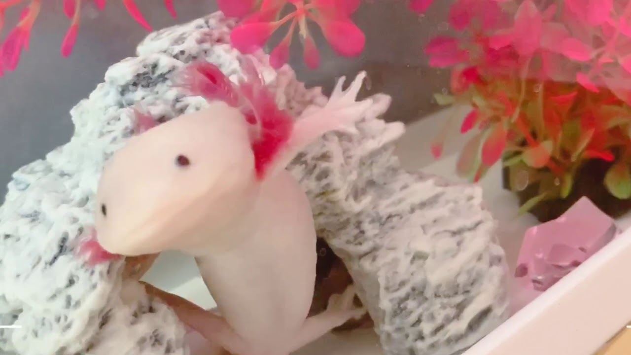 ｱﾎﾛｰﾄﾙ ﾒｷｼｺｻﾗﾏﾝﾀﾞｰ ウーパールーパーpart48 Youtube動画 2本 画像 77枚