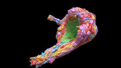 C Elegans 3D connectome reconstruction.