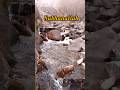 Nature’s Majesty | Allah’s Amazing Creation 🌊⛰️ #shorts #nature #mountains #explore #viralvideo