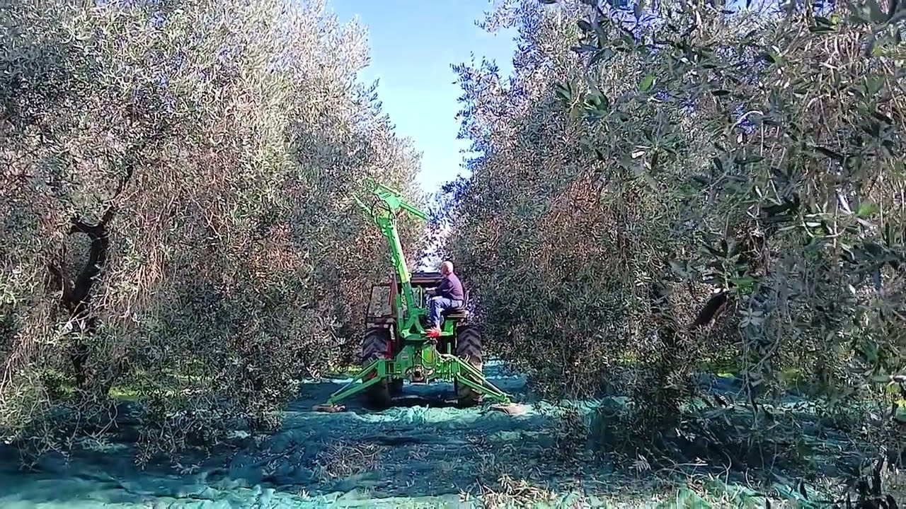 Raccolta olive 2025