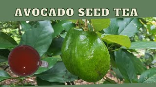 Avocado Seed Tea BENEFITS & RECIPE / Earth's Medicine