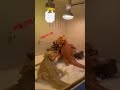 수컷이 암컷에게 고개를 끄덕이며 관심을 표시하면 암컷은 복종의 의미로 발을 들어 흔든다는군요!
