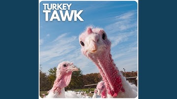 Turkey Tawk
