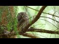 A pygmy owl family