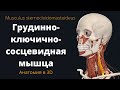 Грудинно-ключично-сосцевидная мышца. Sternocleidomastoid. Краткая анатомия.