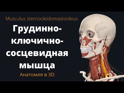 Грудинно-ключично-сосцевидная мышца. Sternocleidomastoid. Краткая анатомия.