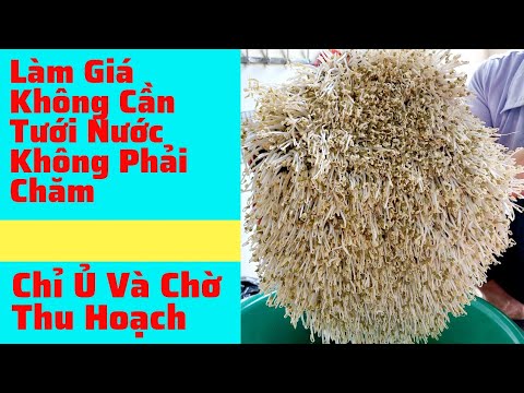 Video Làm Giá Không Tưới Nước Không Chăm | make the rach... - youtube