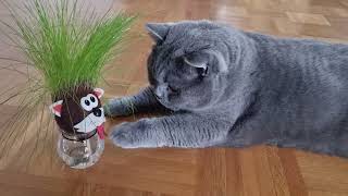 The British cat Sas is biting the grass ;