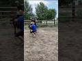 Adult #stallion training.  First steps with a #rider.  What do you think about this?   support us )