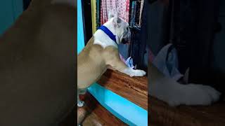 A Day In The Life Of Gustav Our 10 Months Old English Bulldog 