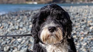 How to Train Your Portuguese Water Dog to Enjoy Water Sports