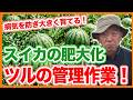 家庭菜園や農園のスイカ栽培で肥大化に向けた作業！ツルの管理や病気予防とスイカの育て方！【農家直伝】