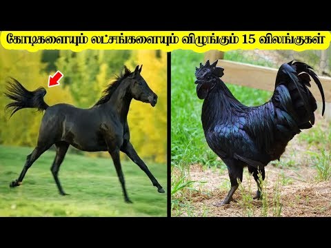 கோடிகளையும் லட்சங்களையும் விழுங்கும் 15 விலங்குகள்