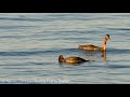 Great Grebe (Podiceps major). Birding Tours in Puerto Madryn, Patagonia Argentina