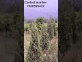 pencil pein tree scientific name (Cupressus sempervirens) plant available in bulk quantity