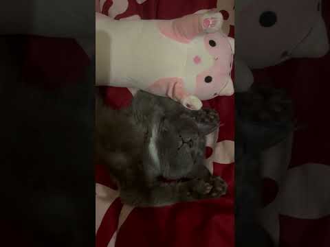 #россия #cat #ponomarevasv #котик #котёнок #этотмир #том #томас #коттомас #смешноевидео