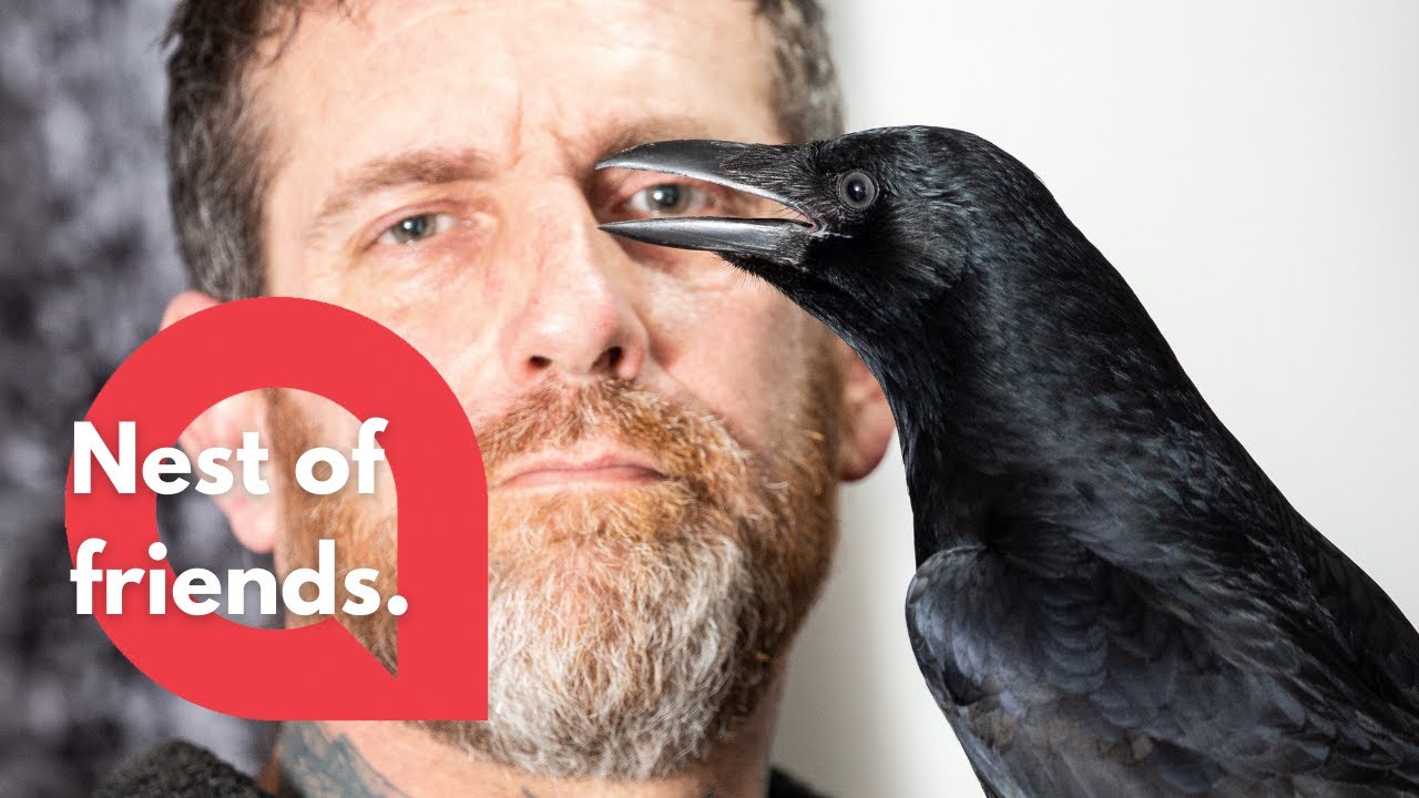 命絶え絶えだったカラスのヒナを保護した男性 元気に成長したカラスのジャイアン化が進む イギリス カラパイア