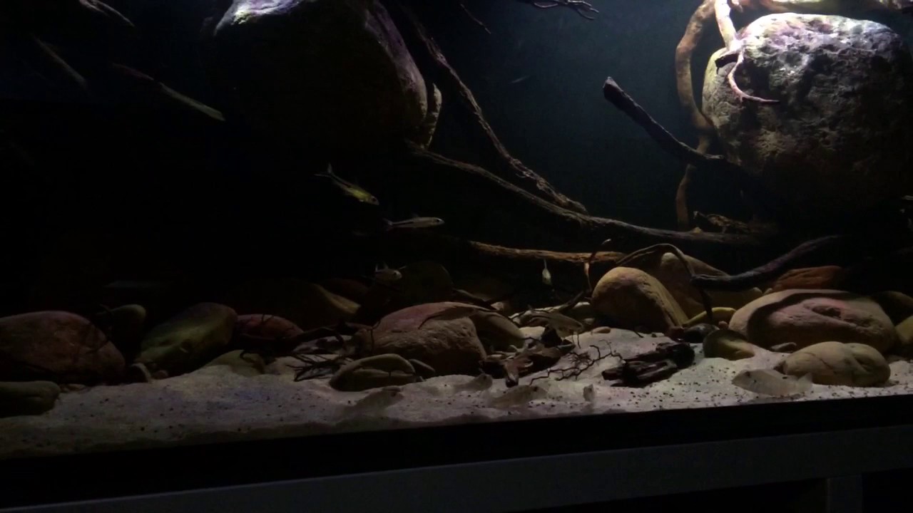 Retroculus lapidifer Biotope