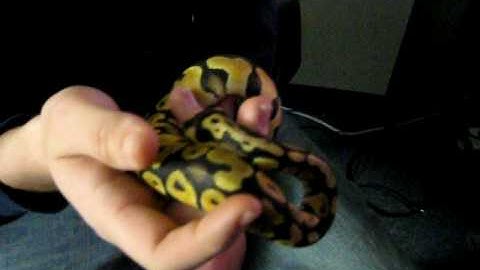 Lemon Pastel Ball Python