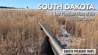 South Dakota Pheasant Hunting: Last Hunt of the 202324 Season
