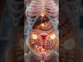 Female Reproductive System &amp; Ovulation Animation 3D Explained