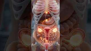 Female Reproductive System &amp; Ovulation Animation 3D Explained