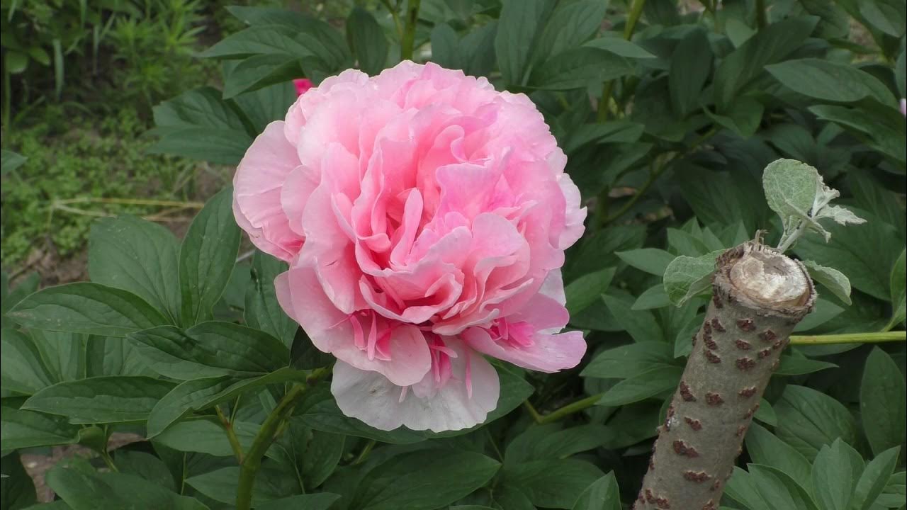 пион Glowing Raspberry Rose - YouTube