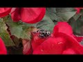 Daring jumping spider