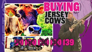 SURPRIISE buying cows, dairy here we come 90 100 120 …. 139 COWS ARE COMING