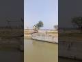 Try to catch canal fish by cast net #fishing #handfish #fishingequipment #fish #fishinggear