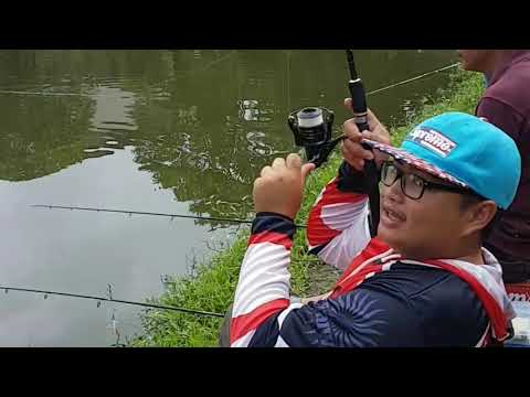 mancing-galatama-ikan-air-tawar-monster