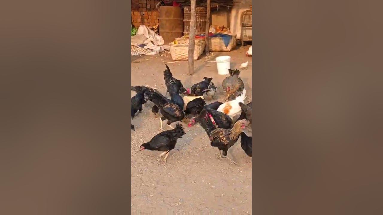 Btaiye pehle Anda 🐣aaya ya Murgi🐔 #darshpawar #shorts #murgi #hen #anda ...