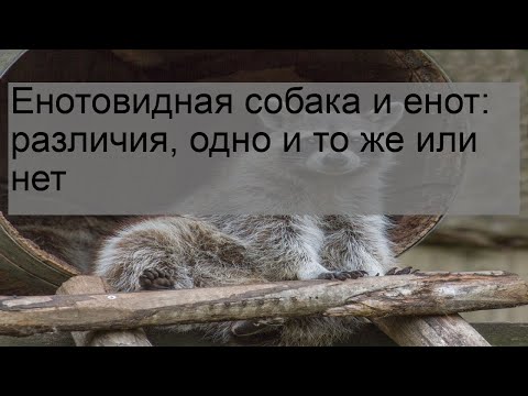 Енотовидная собака и енот: различия, одно и то же или нет